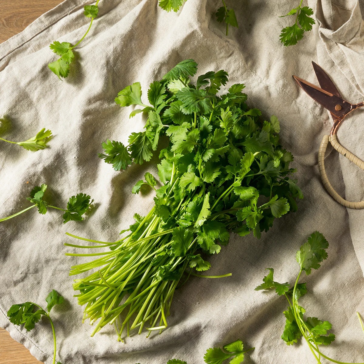 SL CORIANDER SEEDS SL3832 Seeds, Garden Soil & Fertilizers Horme