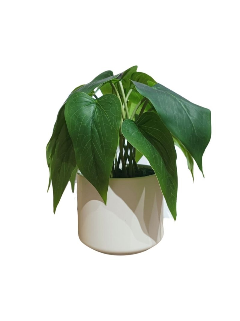 PHILODENDRON CORDATUM PLANT WITH WHITE POT TABLE SIZE [FAKE
